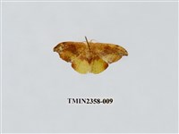 藏品(接骨木帶鉤蛾)的圖片